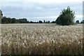 WV6847 : Barley fields beside Rue au Blancq by DS Pugh