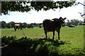 WV6751 : Jersey cows next to Rue du Pont by DS Pugh